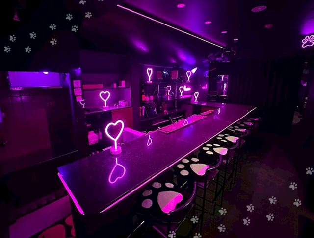 コンカフェ にゃんだふる (祇園コンカフェ) - ギャラリー1