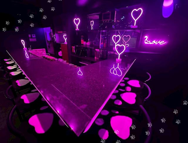 コンカフェ にゃんだふる (祇園コンカフェ) - ギャラリー2