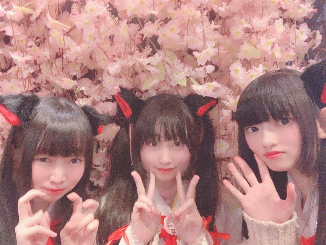 micoざくら